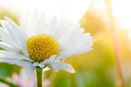 Blüte der Kamille im Sonnenschein