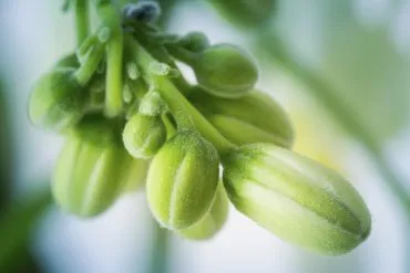 Moringa Oleifera